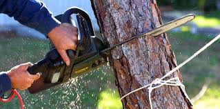 Reliable Sloan, NY Tree Removal Services Solutions