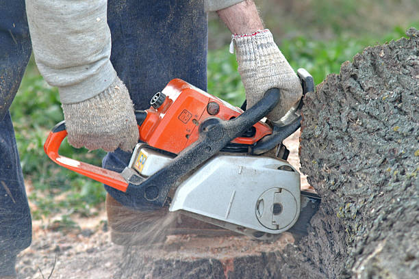 How Our Tree Care Process Works  in  Sloan, NY